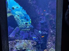 -迪拜水族馆及水下动物园