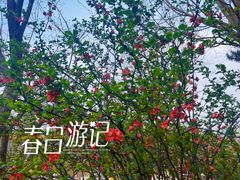 -香山公园