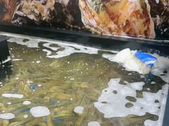 -亚马逊海鲜自助(梅溪湖步步高店)