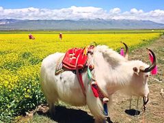 -青海湖国家重点风景名胜区