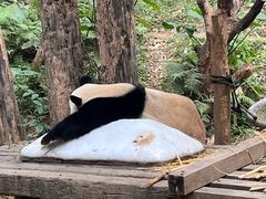 -广州长隆野生动物世界