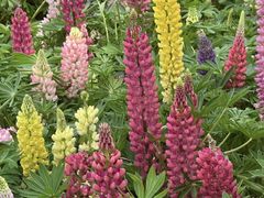 -詹记桃酥(南七店)