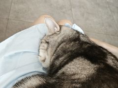 -飞行喵MR PILOT|猫舍·猫咖(静安大融城店)