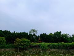 -嘉定紫藤园