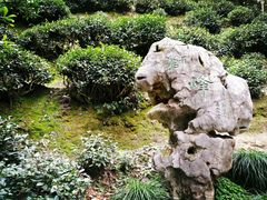 -龙井壹号·茶缘山景宴(龙井村店)