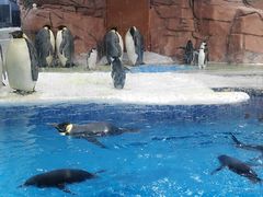 -海合安成都极地海洋公园