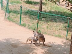 -石家庄市动物园