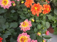 -三圣花乡旅游区