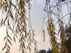-棠湖公园