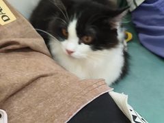 -博特宠物医院24h犬猫全科.骨科·异宠