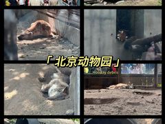 -北京动物园