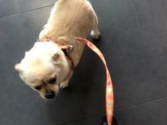 -佳百利宠物(荣乐中路115弄小区店)