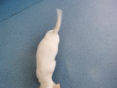 -创凡宠物医院·骨专科  猫科中心(西乡分院)