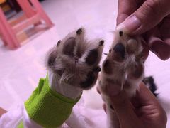 -严国平动物医院(德政总院)