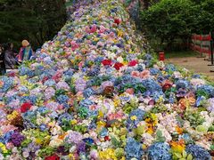 -上海共青森林公园