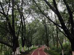 -番禺大夫山森林公园