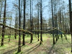 -上海共青森林公园