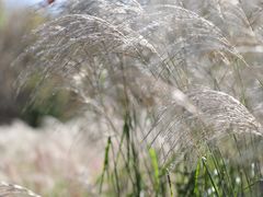 -野鸭湖国家湿地公园