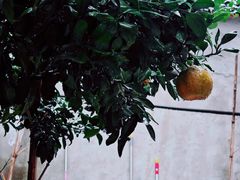 -四明湖