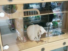 -鼎级派宠物(中南店)