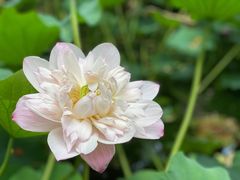 -陈家山荷花公园