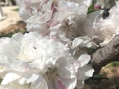 -莱阳濯村樱花园