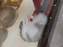 -momokira米努特·德文卷毛猫·棉花面纱犬