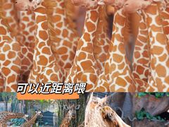-长鹿旅游休博园