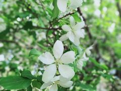 -长白岛森林公园