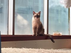 iphone_upload_pic-萌喵宠狗爱心宠咖