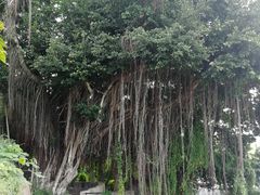 -胡里山炮台