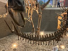 -国家自然博物馆