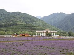 -曲江薰衣草庄园