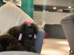 -百好乐宠物友好餐厅(朝外大街店)