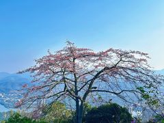 -风云岭森林公园