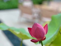 -紫丁香饭店-中餐厅