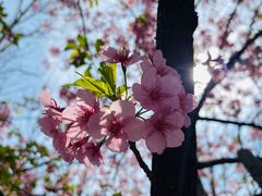-顾村公园