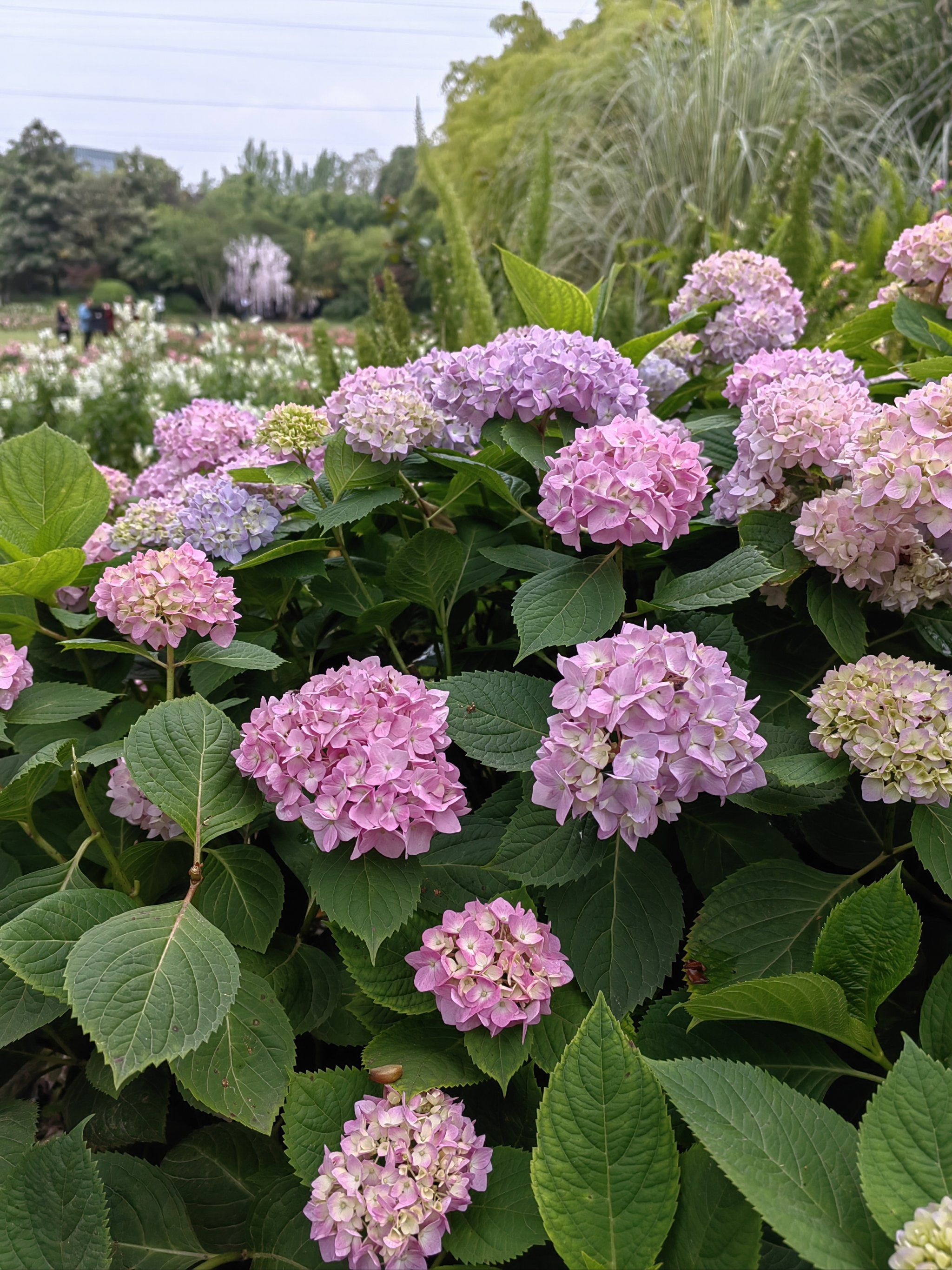 真真假假的绣球花