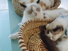 -怪兽屋·羊驼·猫咖·狗咖(俊华广场店)