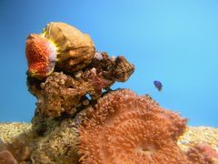 android_upload_pic-北戴河圣蓝海洋公园