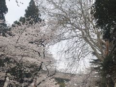 -武汉大学-樱园