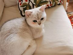 -御宝贝·A梦猫科宠物医院(国际猫友好医院)