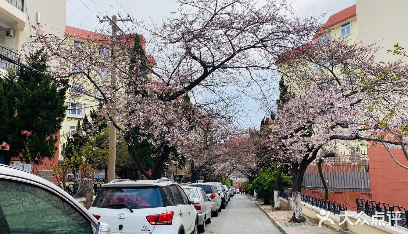 三明南路小區青島最美的櫻花街道