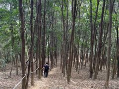 -黄埔油麻山森林公园