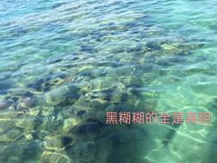 -珊瑚岛