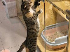 -平行世界·猫咖(首经贸店)