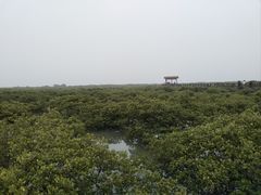 -北海金海湾红树林生态旅游区