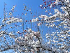 -八大山人梅湖景区