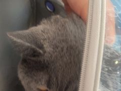 -瑞派福兴宠物医院犬猫全科·骨科·中西医结合(河东店)