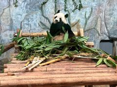 -深圳野生动物园